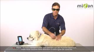 thérapie laser chien mikan